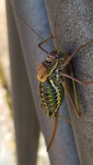 Parasteropleurus perezii