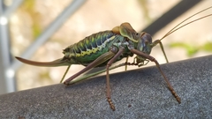 Parasteropleurus perezii