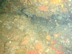 Pomadasys striatus