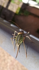Parasteropleurus perezii