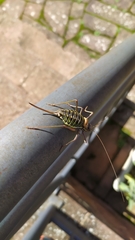 Parasteropleurus perezii