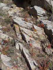 Crassula capitella thyrsiflora