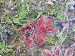 Drosera bulbosa