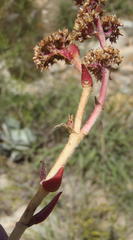 Crassula capitella thyrsiflora
