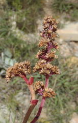 Crassula capitella thyrsiflora