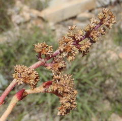 Crassula capitella thyrsiflora