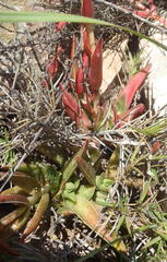 Crassula capitella thyrsiflora