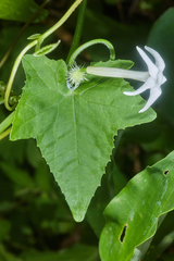 Rytidostylis gracilis