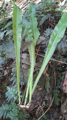 Microsorum punctatum