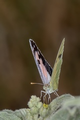 Colotis phisadia