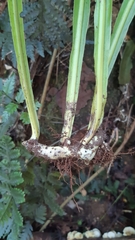 Microsorum punctatum