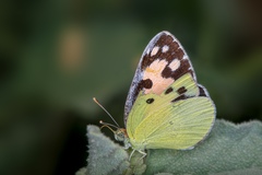Colotis phisadia