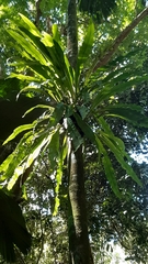 Microsorum punctatum