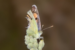 Colotis phisadia