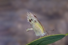 Colotis phisadia