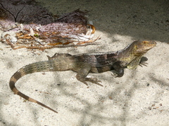 Ctenosaura melanosterna