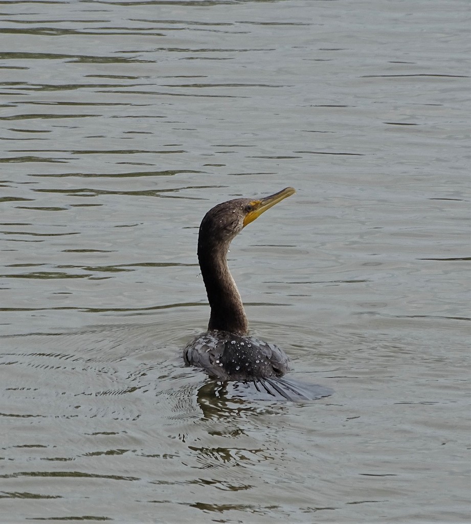Doublecrested Cormorant from Ottawa County, OH, USA on September 04