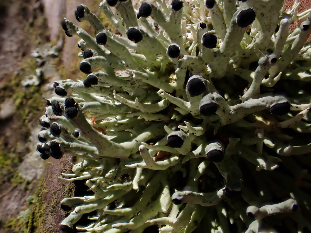 Bunodophoron diplotypum