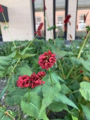 Bistorta amplexicaulis