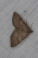 Chrysolarentia