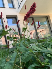 Bistorta amplexicaulis