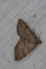 Chrysolarentia