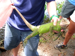 Iguana delicatissima