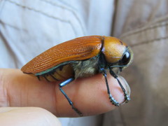 Julodimorpha saundersii