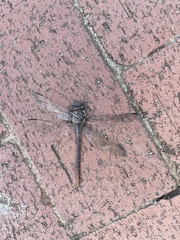 Stylurus plagiatus