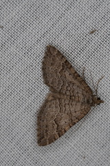 Chrysolarentia