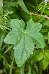 Rytidostylis gracilis