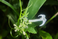 Rytidostylis gracilis