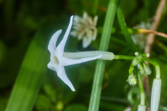 Rytidostylis gracilis