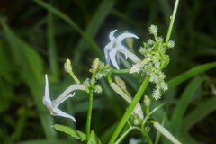 Rytidostylis gracilis