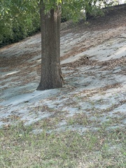 Sciurus carolinensis