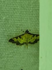 Ategumia ebulealis