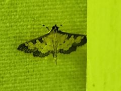 Ategumia ebulealis