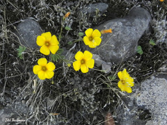 Oxalis perdicaria