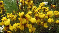 Cyclopia genistoides