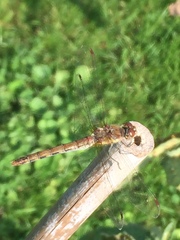 Sympetrum striolatum