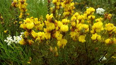 Cyclopia genistoides