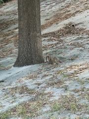 Sciurus carolinensis