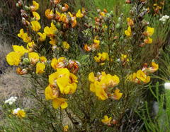 Cyclopia genistoides