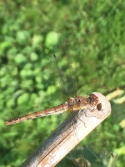 Sympetrum striolatum