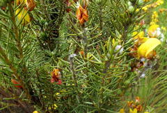 Cyclopia genistoides