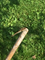 Sympetrum striolatum