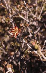 Agathosma spinescens