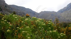 Cyclopia genistoides