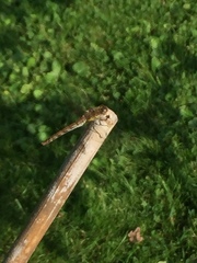 Sympetrum striolatum