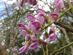 Carmichaelia glabrescens